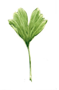 Ginkgo Biloba Benefits Image